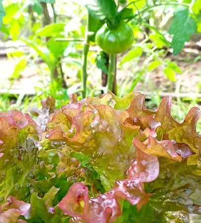 A Cantaruxa Maruxa *