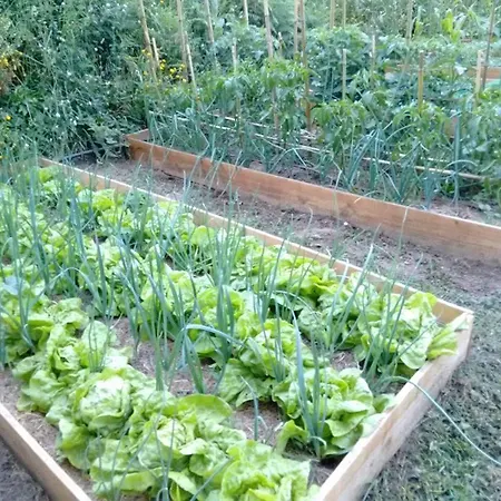 A Cantaruxa Maruxa Mondariz